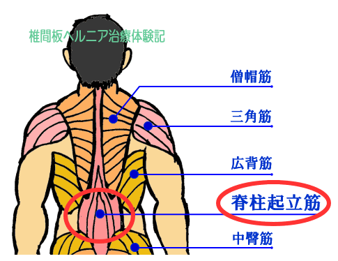 背中、背筋・脊柱起立筋のイラスト
